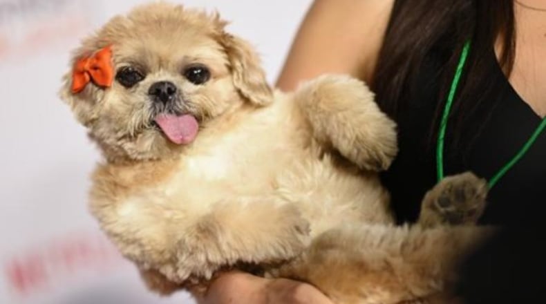 Marnie The Dog, pictured in 2015, died in 2020 at age 18.