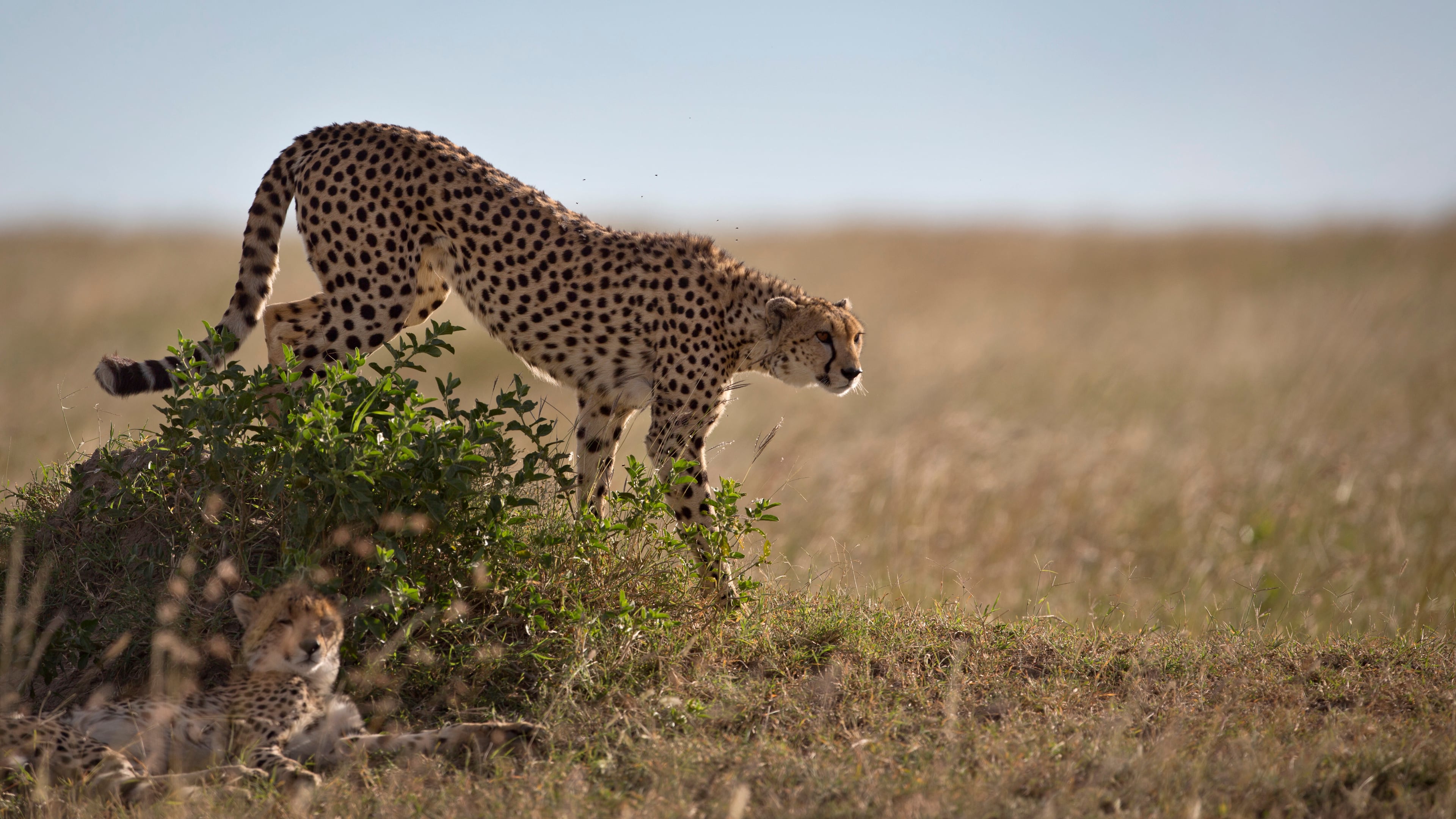 FILE - A cheetah descends from on top of a mound in the savannah of the Maasai Mara, Kenya, July 6, 2015. (AP Photo/Ben Curtis, File)
