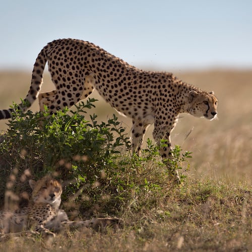 FILE - A cheetah descends from on top of a mound in the savannah of the Maasai Mara, Kenya, July 6, 2015. (AP Photo/Ben Curtis, File)