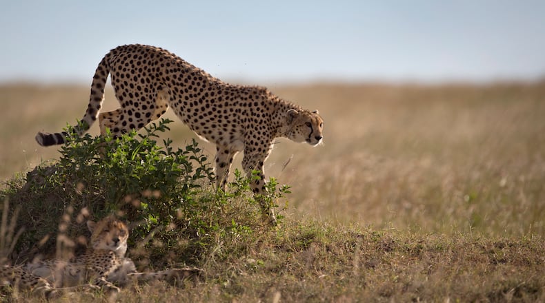 FILE - A cheetah descends from on top of a mound in the savannah of the Maasai Mara, Kenya, July 6, 2015. (AP Photo/Ben Curtis, File)