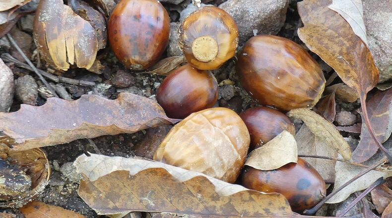 There are many shades of brown in winter woods, as can be seen in the leaves and acorns of the chestnut oak on a forest floor in the Georgia Piedmont region. PHOTO CREDIT: Charles Seabrook