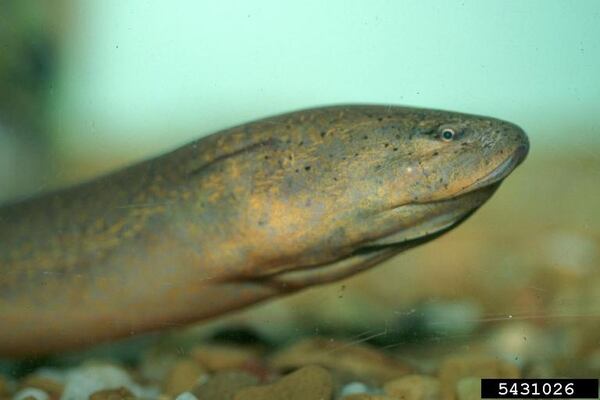 An Asian swamp eel is shown in this file image. The creatures, which are found in the Chattahoochee River Basin, may have made it farther downstream in recent storms. 