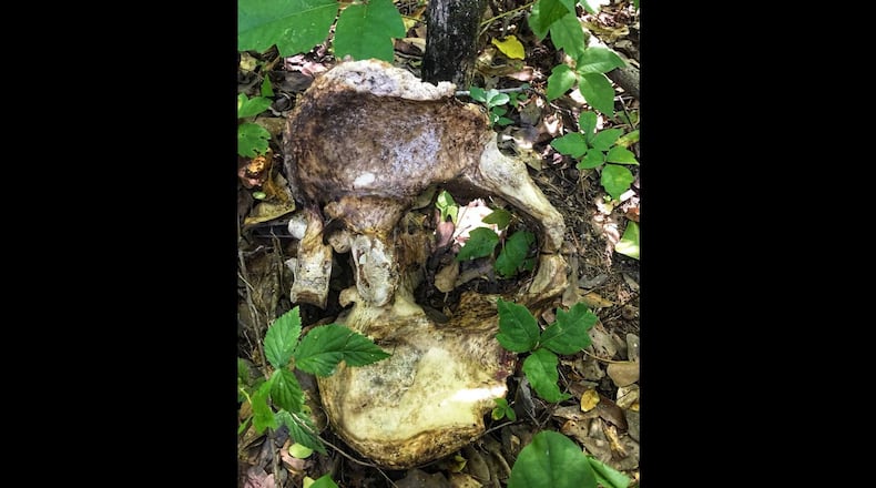 A human skull was among remains found by the GBI.