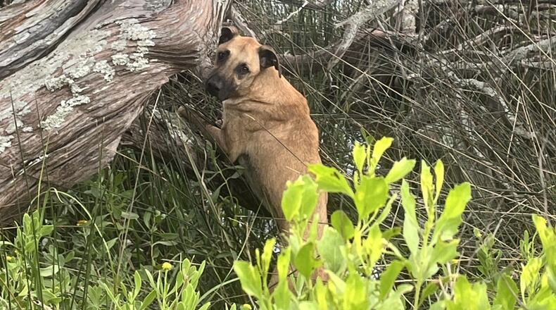 Walker, a 2-year-old hound, photographed on Little Tybee, an uninhabited island on Georgia's coast. The dog swam there after fleeing a fire. (Photo courtesy of Jon Dedic)