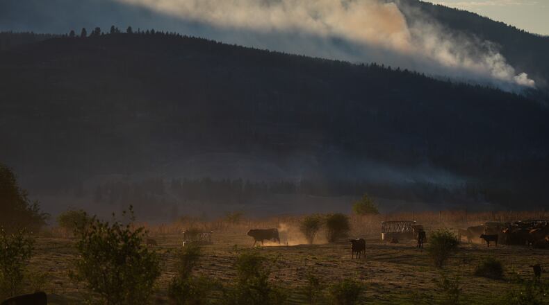 Cattle walk and graze at a ranch as the Bradley Creek wildfire burns in the distance, in Vernon, British Columbia, Monday, Aug. 3, 2026. (Darryl Dyck/The Canadian Press via AP)