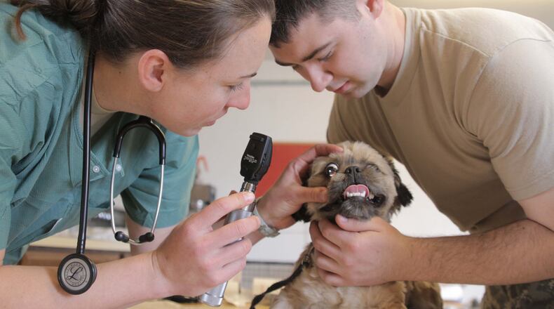 Full-time vet care coming to Gwinnett animal shelter. File Photo