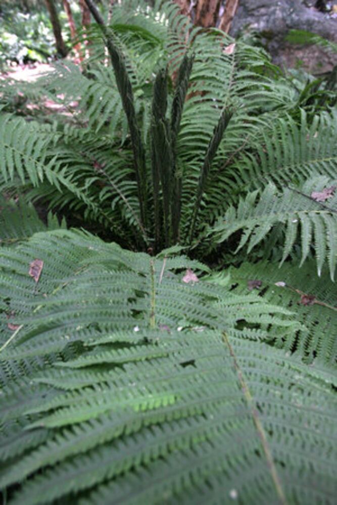 10 Hardy Ferns