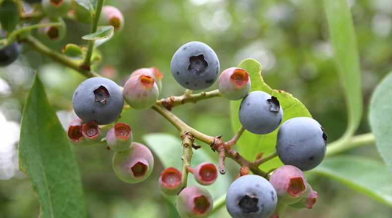Thin unpruned blueberries for best production. WALTER REEVES