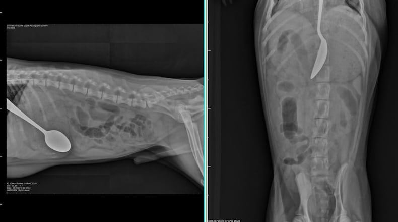 Zeus didn’t want to wait until his owner, Arianna Chang, was done spooning food into the bowl, so he went for the spoon. (Photo: courtesy BluePearl Veterinary Partners)