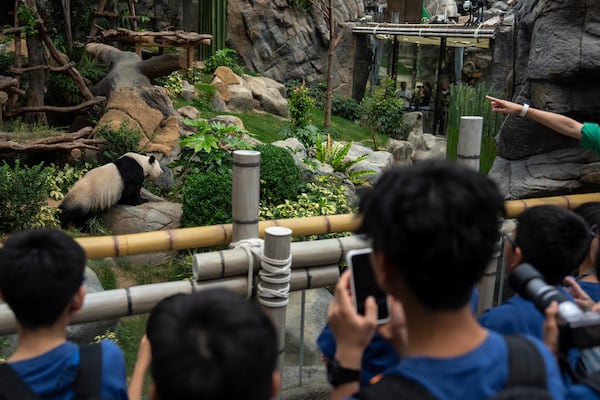 Visitors take pictures of Giant panda Ying Ying at the enclosure in Ocean Park in Hong Kong, Tuesday, May 27, 2025. (AP Photo/Chan Long Hei)