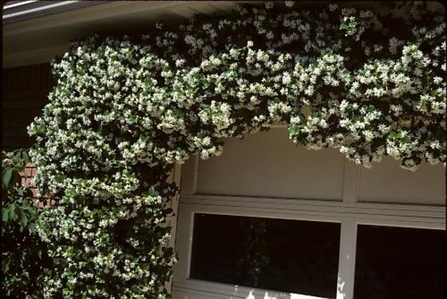 Walter Reeves' Four Week Garden Planner