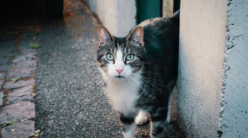 A cat rescue is hiring someone to take over looking after felines on a Greek island (not pictured). (Photo by Thomas Millot on Unsplash