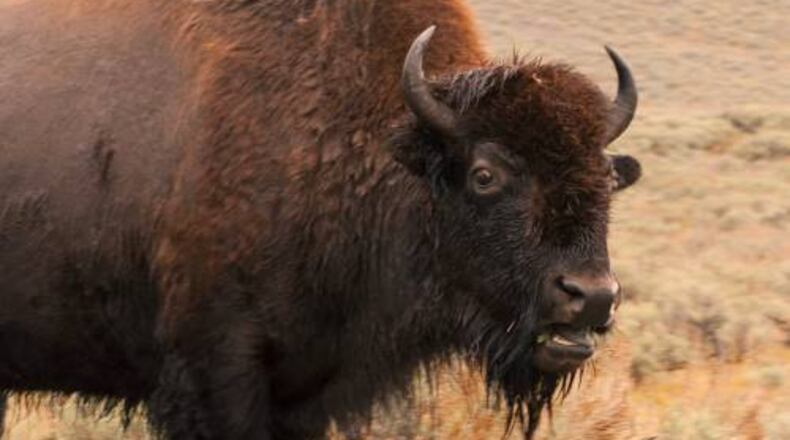 A 72-year-old tourist from California was gored several times by a bison last week at Yellowstone National Park while trying to take photos of the animal, according to reports, citing a statement by National Park Service officials. The unidentified woman “sustained multiple goring wounds” Thursday after she apparently came too close to the animal a few times before it charged, the statement said. She was flown by helicopter to an Eastern Idaho regional medical center, but her condition was not known, ABC News reported.