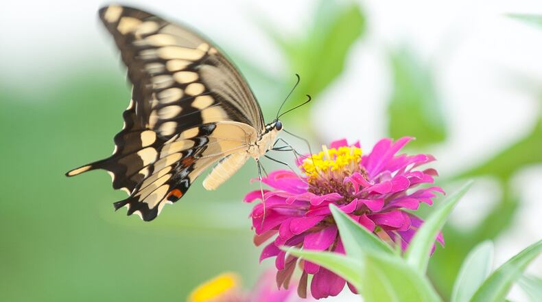 A giant swallowtail butterfly rests upon a zinnia in a  flowerbed.