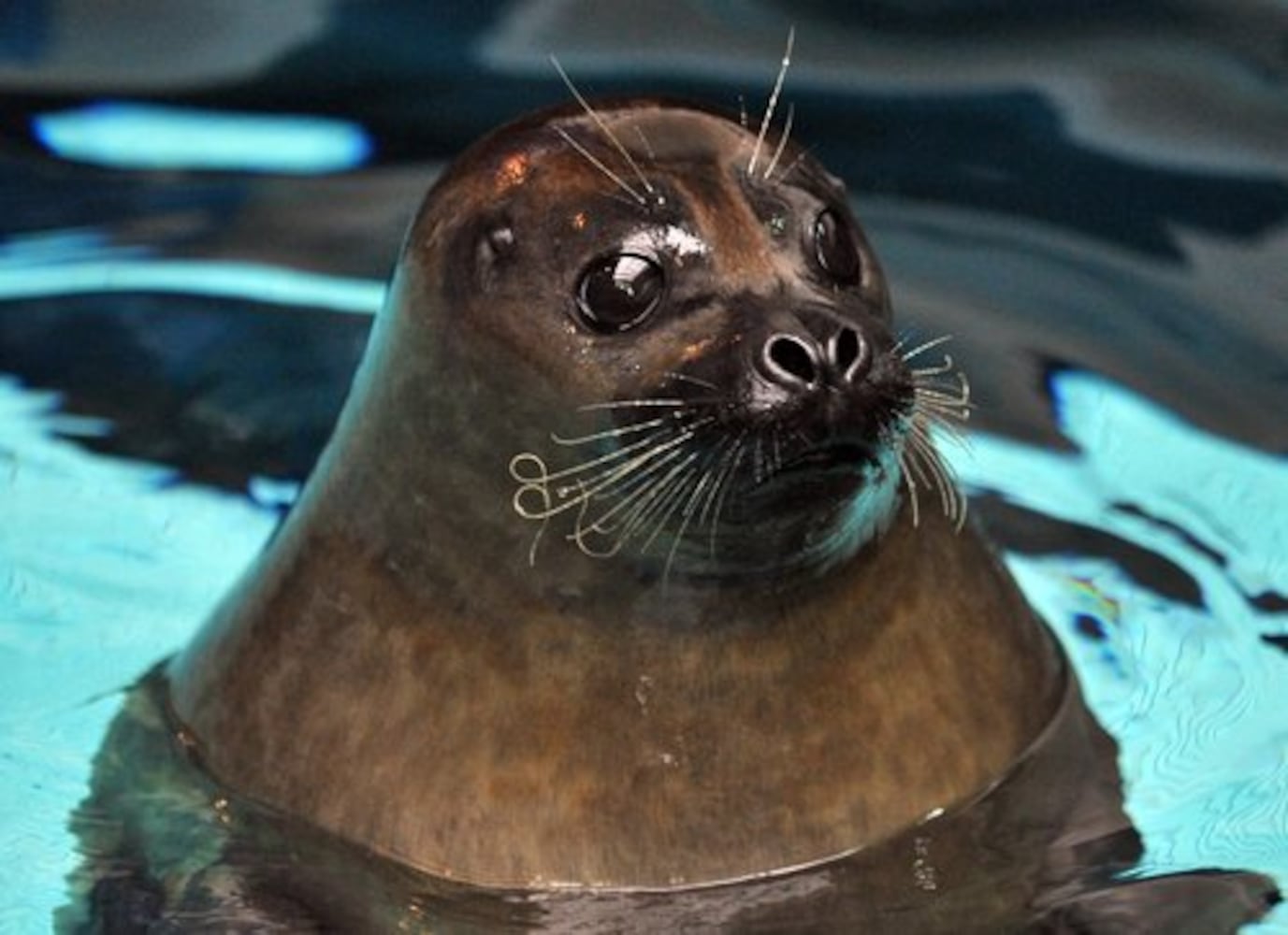 Georgia Aquarium welcomes new harbor seals