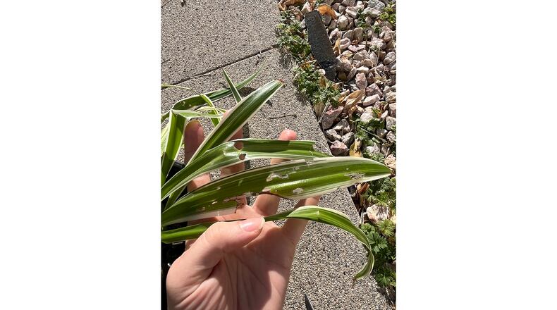 Snail damage includes holes in the leaves plus "windowpanes" where only one surface of the leaf tissue was eaten. (Walter Reeves for The Atlanta Journal-Constitution)