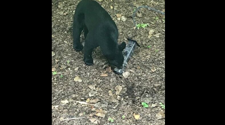 Another bear was spotted in a Gwinnett County this week.