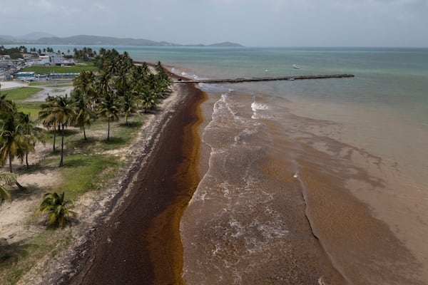An aerial view shows Punta Santiago's pier and waterfront surrounded by sargassum in Humacao, Puerto Rico, Monday, June 2, 2025. (AP Photo/Alejandro Granadillo)