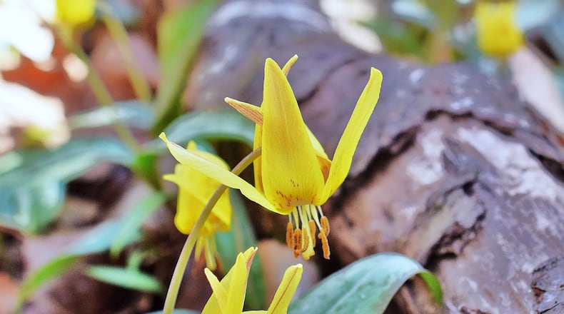 Trout lilies (shown here) are some of Georgia's earliest blooming wildflowers. (Courtesy of Charles Seabrook)