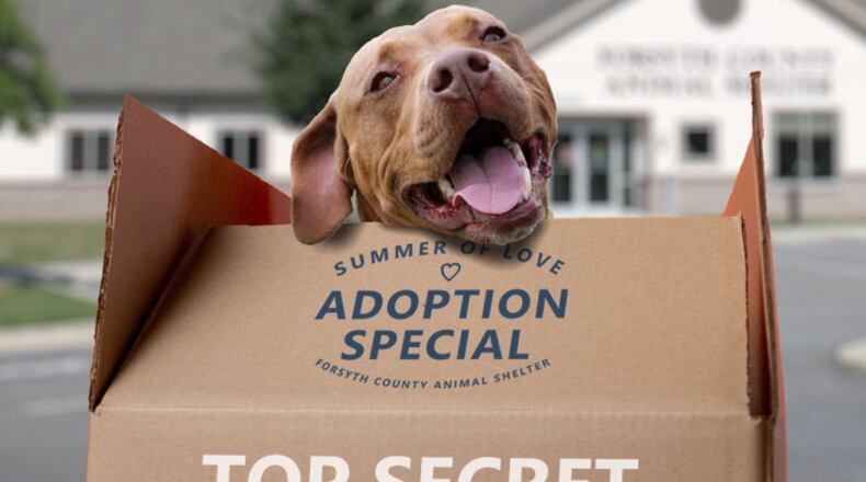 Forsyth County Animal Shelter will waive pet adoption fees at its kickoff for the summer season on May 22. CONTRIBUTED