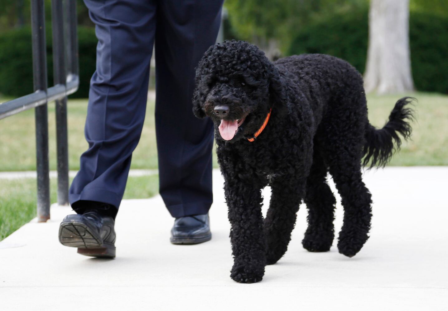 Portuguese Water Dog poses for photographers