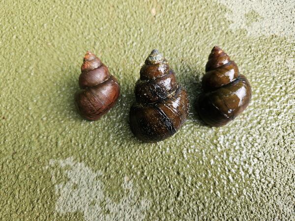 Invasive Chinese and Japanese mystery snails have been found in Lake Lanier, Georgia wildlife officials say, posing threats to humans and native wildlife.