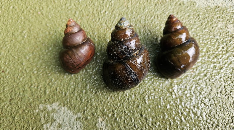 Invasive Chinese and Japanese mystery snails have been found in Lake Lanier, Georgia wildlife officials say, posing threats to humans and native wildlife.