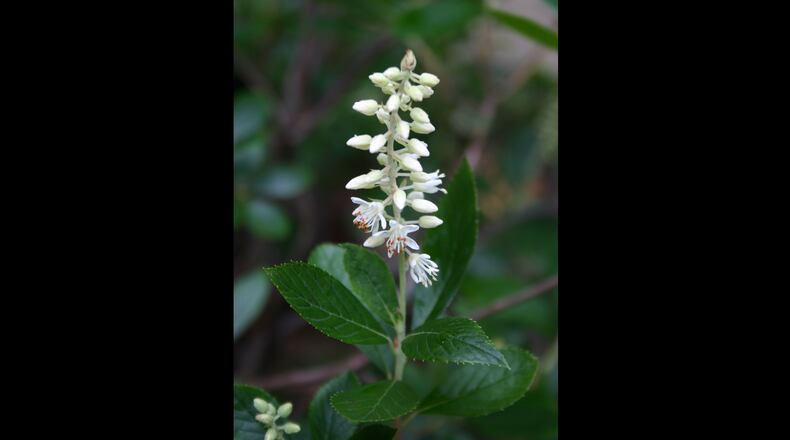 The upright spikes of clethra (summersweet) can be bright white or a deep pink. (Walter Reeves for The Atlanta Journal-Constitution)
