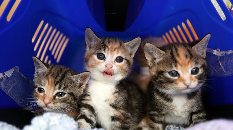 Stray kittens sit in a cat box at Battersea Dogs and Cats Home on August 18, 2009 in London, England. (Photo by Dan Kitwood/Getty Images)