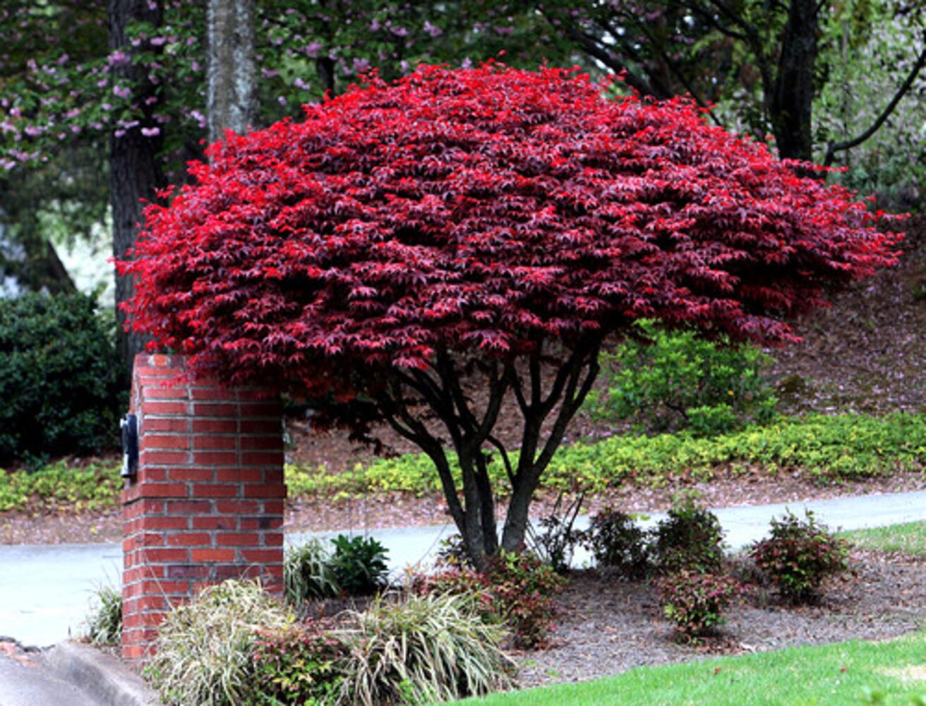 Quick course: What's blooming in metro Atlanta