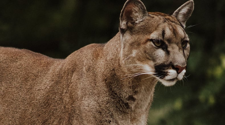 A Utah man captured video a mother mountain lion stalking him for 6 minutes as he ended his run.