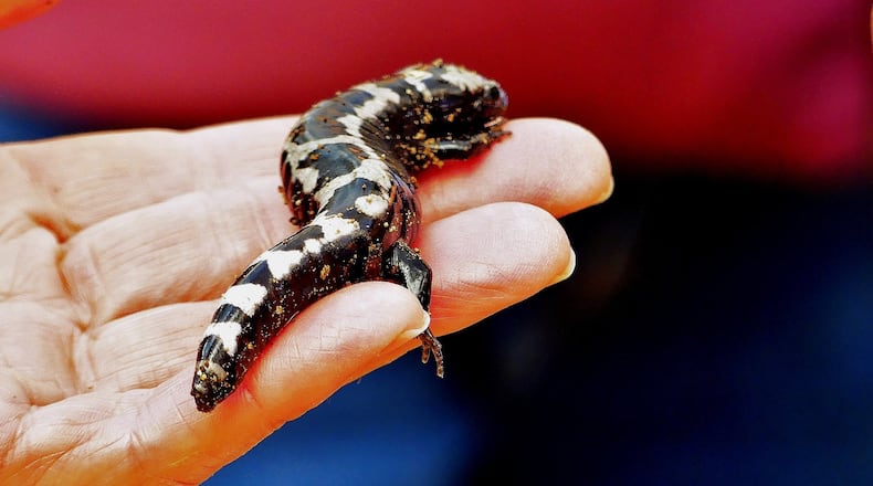 The marbled salamander, like the one shown here, is one of nearly 60 species of salamander in Georgia, which makes the state one of the world’s hotspots for the animals. Salamanders are highly secretive and thus are seldom seen. PHOTO CREDIT: Charles Seabrook