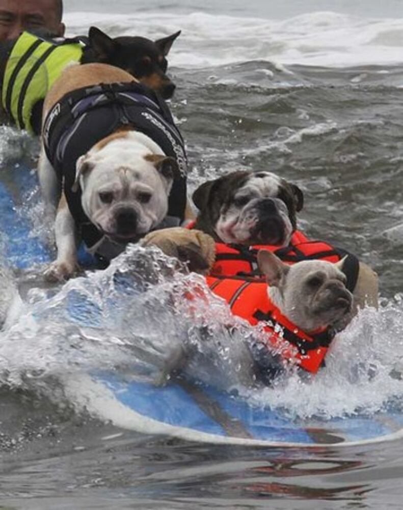 Surfer dogs shoot the curl at contest