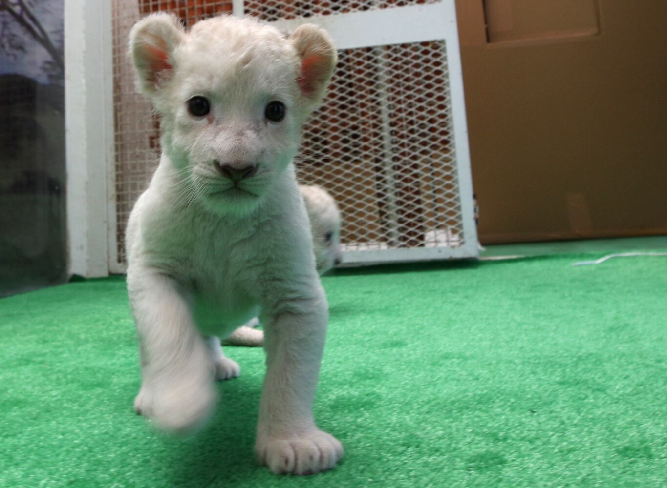Seven Lion Cubs born At Himeji Central Park, Japan