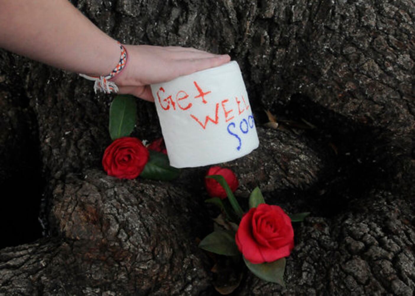 Auburn's 130-year-old oak trees poisoned