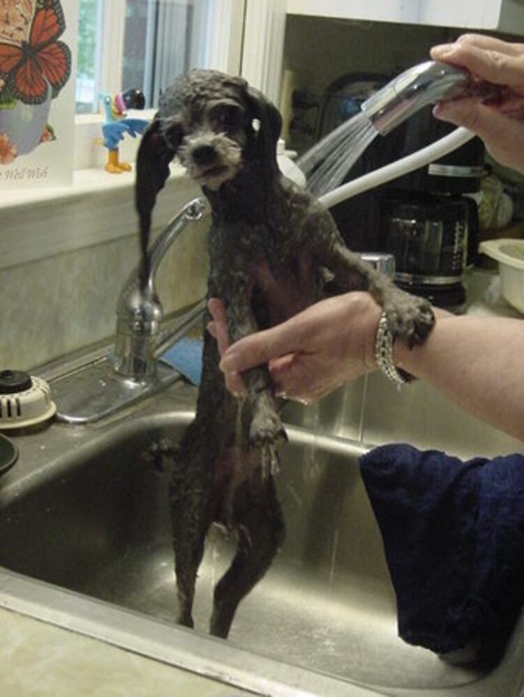 Bath time! Our pets get clean 2