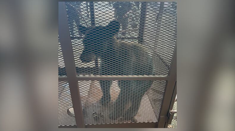 A young male black bear was relocated Friday after being seen roaming around Dobbins Air Reserve Base in Cobb County for several days.