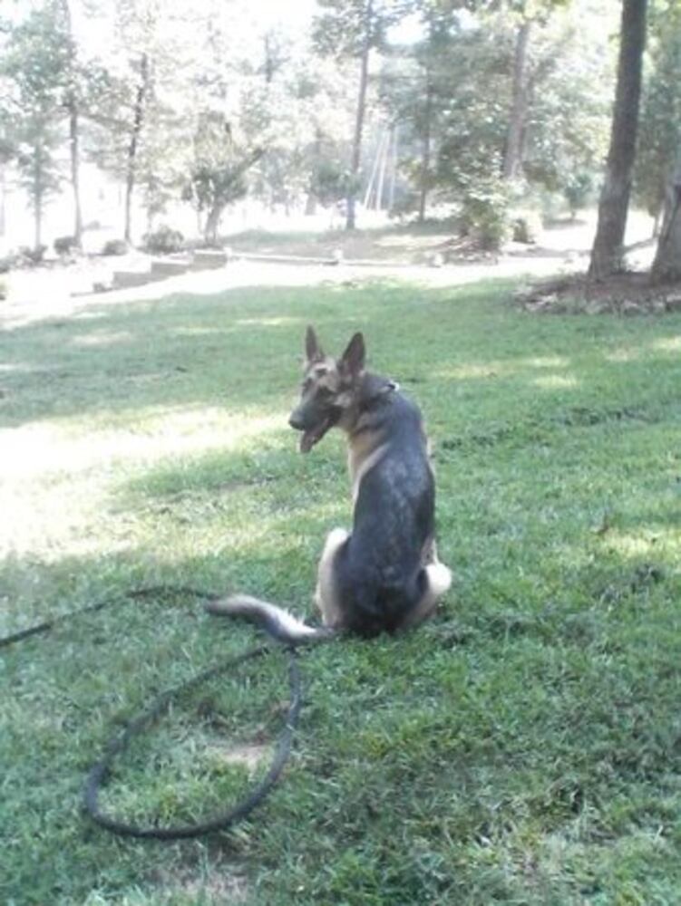 Atlanta's Top Dogs: 3. German Shepherds
