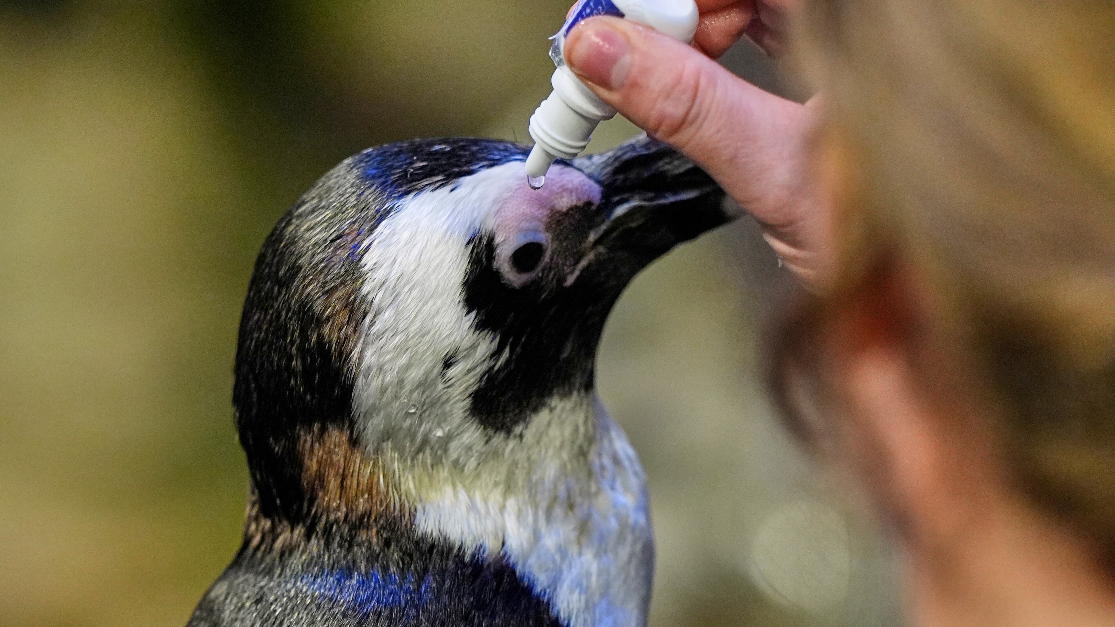 Lambert, a 33-year-old one-eyed African penguin, receives eye drop medication at the New England Aquarium in Boston, on Wednesday, Oct. 29, 2025. (AP Photo/Robert F. Bukaty)