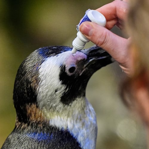 Lambert, a 33-year-old one-eyed African penguin, receives eye drop medication at the New England Aquarium in Boston, on Wednesday, Oct. 29, 2025. (AP Photo/Robert F. Bukaty)