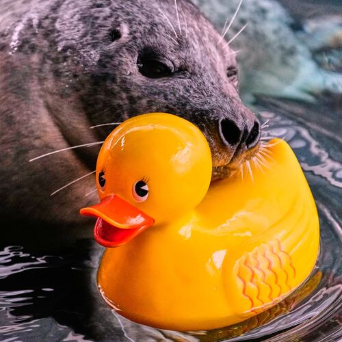 Reggae, a 33-year-old Atlantic Harbor seal, rests his head on a rubber duck during a training session with Liz Wait at the New England Aquarium, Friday, Feb. 20, 2026, in Boston. (AP Photo/Charles Krupa)