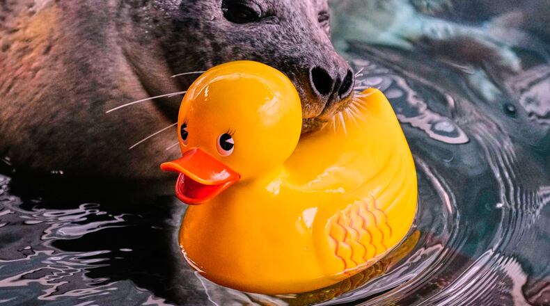 Reggae, a 33-year-old Atlantic Harbor seal, rests his head on a rubber duck during a training session with Liz Wait at the New England Aquarium, Friday, Feb. 20, 2026, in Boston. (AP Photo/Charles Krupa)