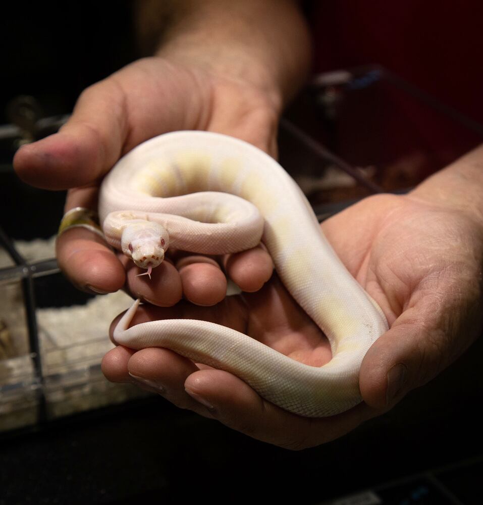 PHOTOS: Repticon 2020