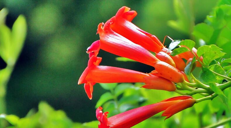 The trumpet creeper is one of the wildflowers that bloom in June in Georgia. June, though, is generally an intermission period, between the time when early spring wildflowers cease to bloom and when the wildflowers of late summer and fall come into bloom. CHARLES SEABROOK