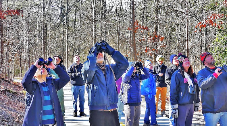 Atlanta Audubon Society birders peer at a pine warbler high in a pine tree during a bird walk last weekend in DeKalb County’s Mason Mill Park in Decatur. CHARLES SEABROOK
