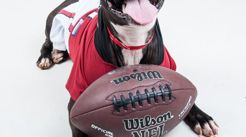 LifeLine Animal Project is offering free adoptions until Super Bowl Sunday on hundreds of select pets at bothDeKalb and Fulton County Animal Services. CONTRIBUTED