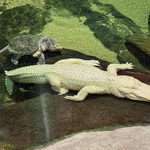 Claude, an albino alligator, is shown at the California Academy of Sciences, in San Francisco, Thursday, April 24, 2025. (AP Photo/Jeff Chiu)