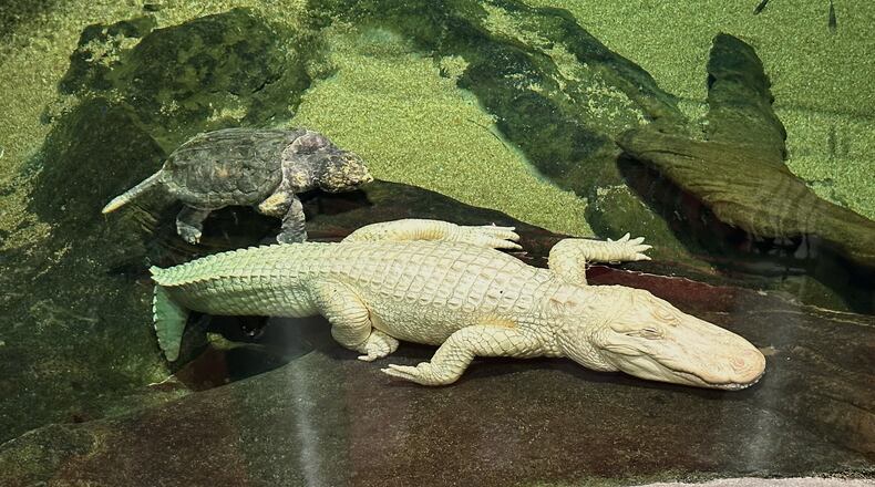 Claude, an albino alligator, is shown at the California Academy of Sciences, in San Francisco, Thursday, April 24, 2025. (AP Photo/Jeff Chiu)