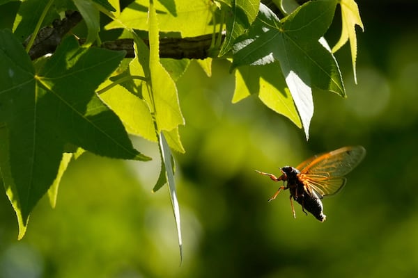 A and periodical cicada flies to a branch of an American Sweetgum tree in the Valley View Nature Preserve, Monday, May 26, 2025, in Milford, Ohio. (AP Photo/Carolyn Kaster)
