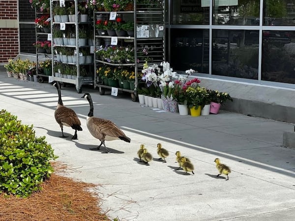 The "Miller" family of geese making their wat through a Tucker parking lot. (Courtesy photo)